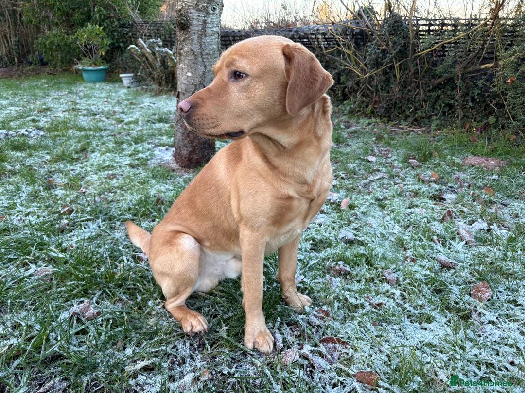 Labrador Retriever dogs for stud: Bilbo Jumper Fox Red Stud - Advert 2