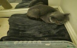 British Shorthair cats for sale: Beautiful Male British-Shorthair Cat - Image 2