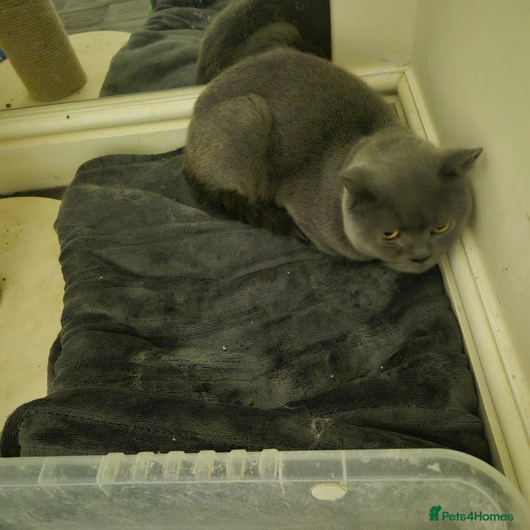 British Shorthair cats for sale: Beautiful Male British-Shorthair Cat - Image 2
