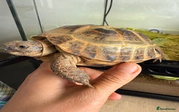 Tortoise reptiles for sale: Horsefield Russian Tortoise  - Image 2
