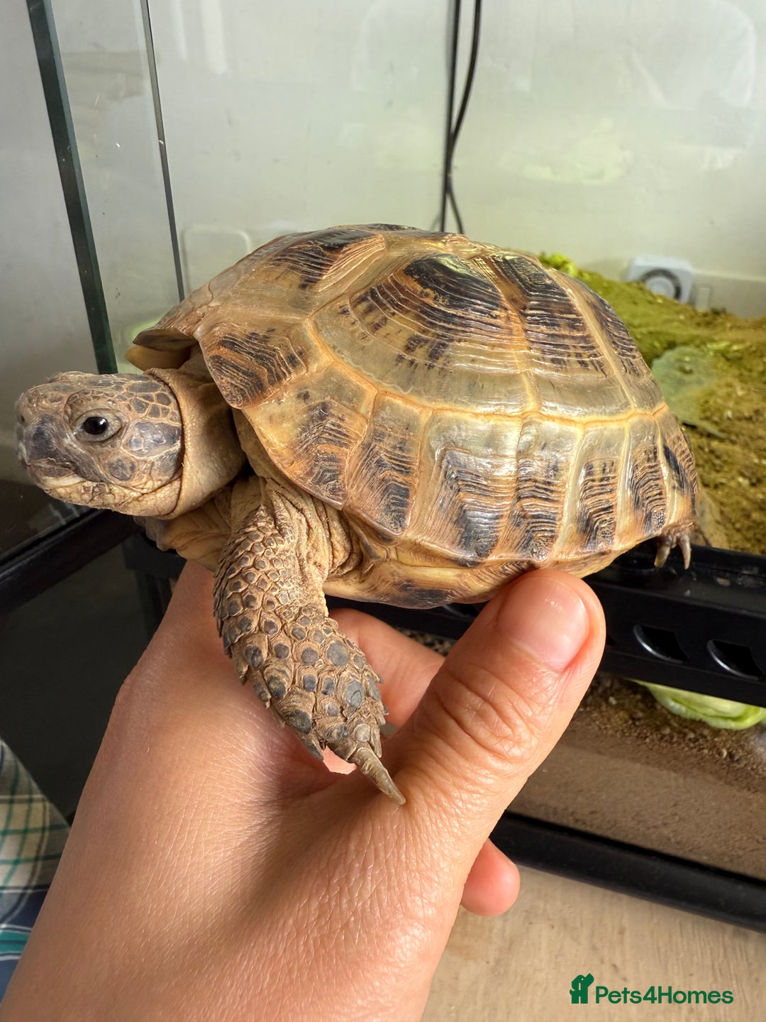 Tortoise reptiles for sale: Horsefield Russian Tortoise  - Image 2