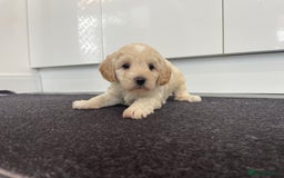 Cavapoochon dogs for sale: Beautiful Cavapoochon puppies for sale  - Image 21