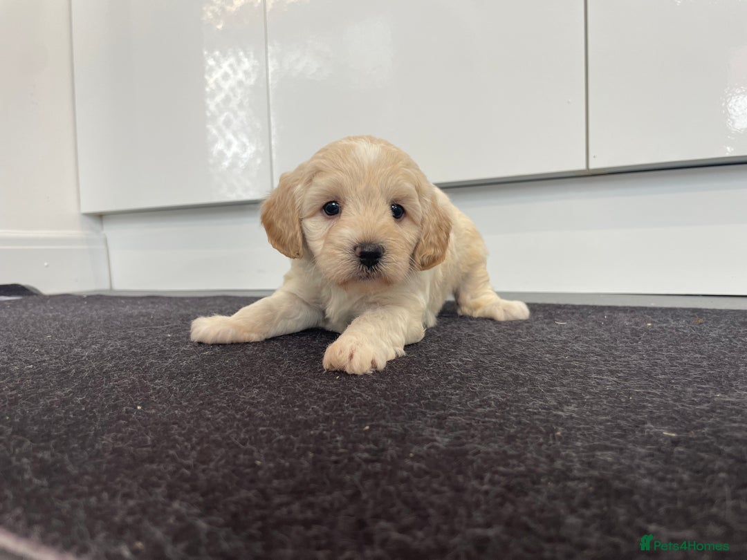 Cavapoochon dogs for sale: Beautiful Cavapoochon puppies for sale  - Image 21
