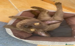 Burmese cats for sale: Lovely Burmese neutered kitten .GCCF registered. - Image 2