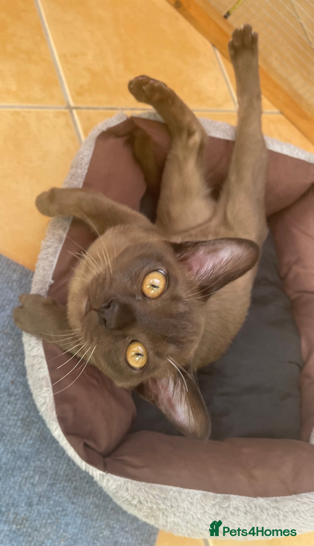 Burmese cats for sale: Lovely Burmese neutered kitten .GCCF registered. - Image 2