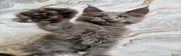 Maine Coon cats for sale: Stunning Maine Coon Kittens TICA Registered - Advert 10