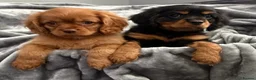 Cavalier King Charles Spaniel dogs for sale: KC REG EXTENSIVELY HEALTH TESTED CAV BABIES  - Advert 2