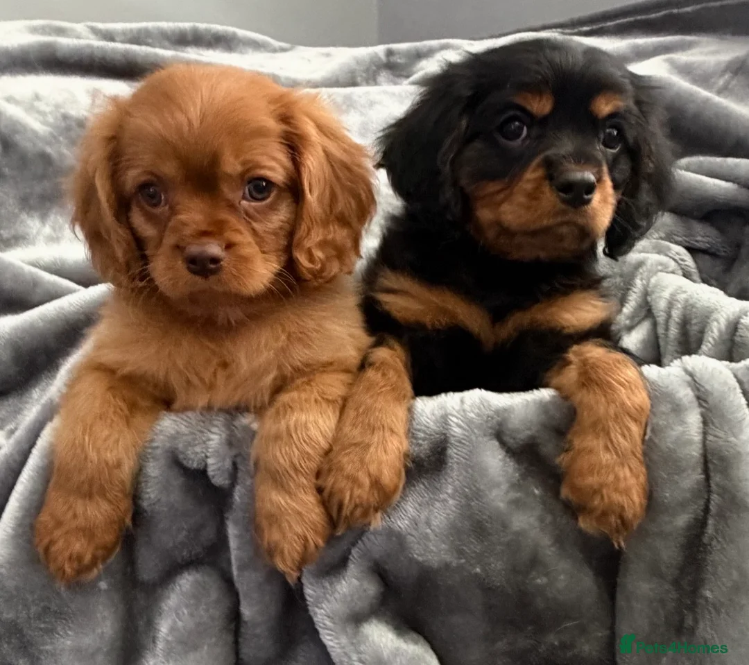 Cavalier King Charles Spaniel dogs for sale: KC REG EXTENSIVELY HEALTH TESTED CAV BABIES  - Advert 2