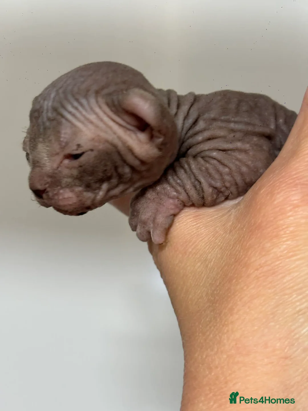 Sphynx cats for sale: SPHYNX ELF BAMBINO KITTEN TICCA REGISTERED ACTIVE  - Advert 2