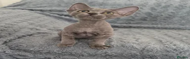 Devon Rex 1
