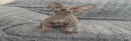 Devon Rex cats for sale: Dashing Devons - Advert 2