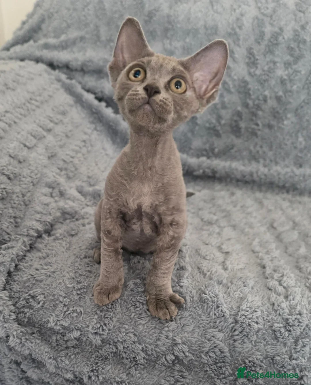 Devon Rex cats for sale: Dashing Devons - Advert 2