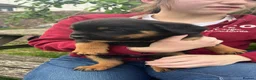 Rottweiler dogs for sale: 8 Rottweiler Pups (ONLY 2 LEFT) - Advert 18