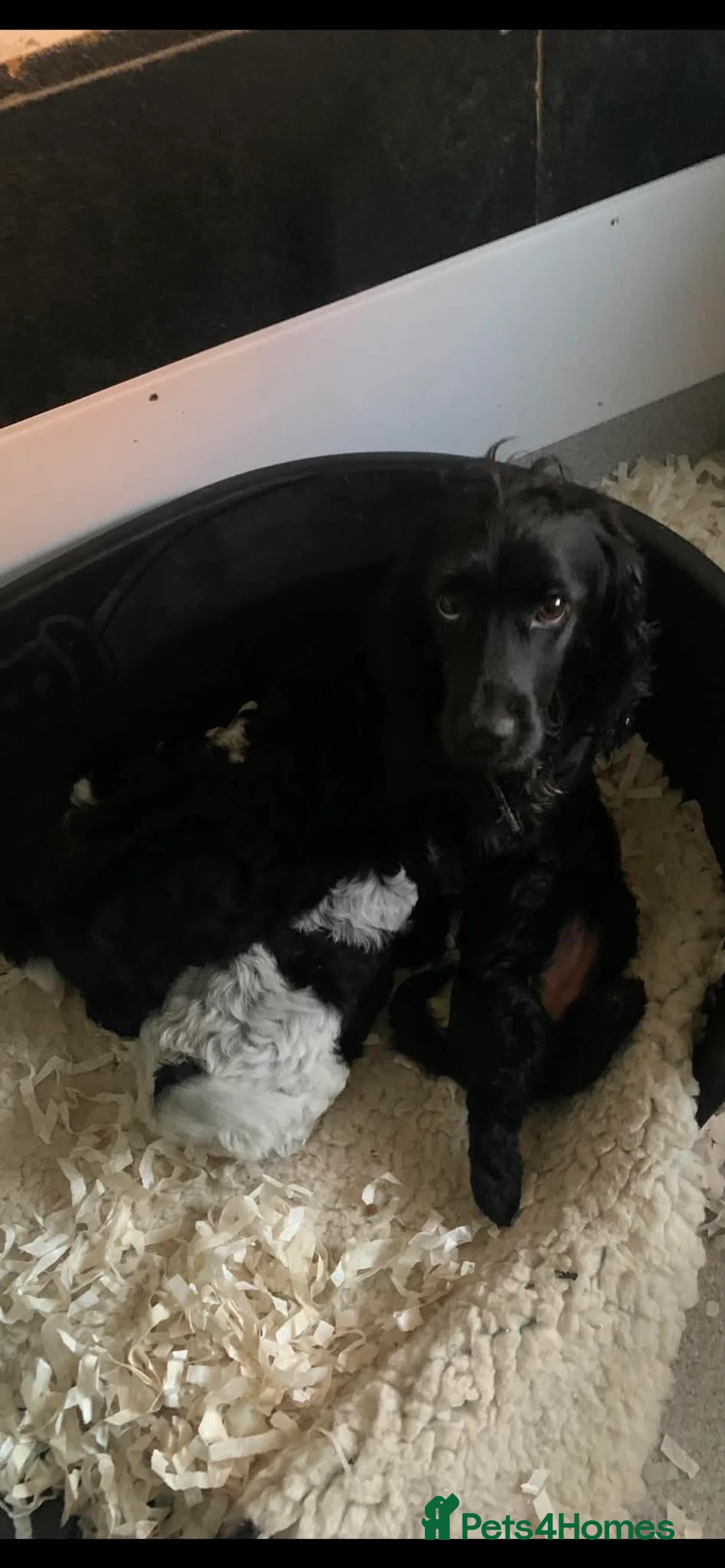 Cockapoo dogs for sale: Beautiful litter of cockapoos available to leave  - Advert 1