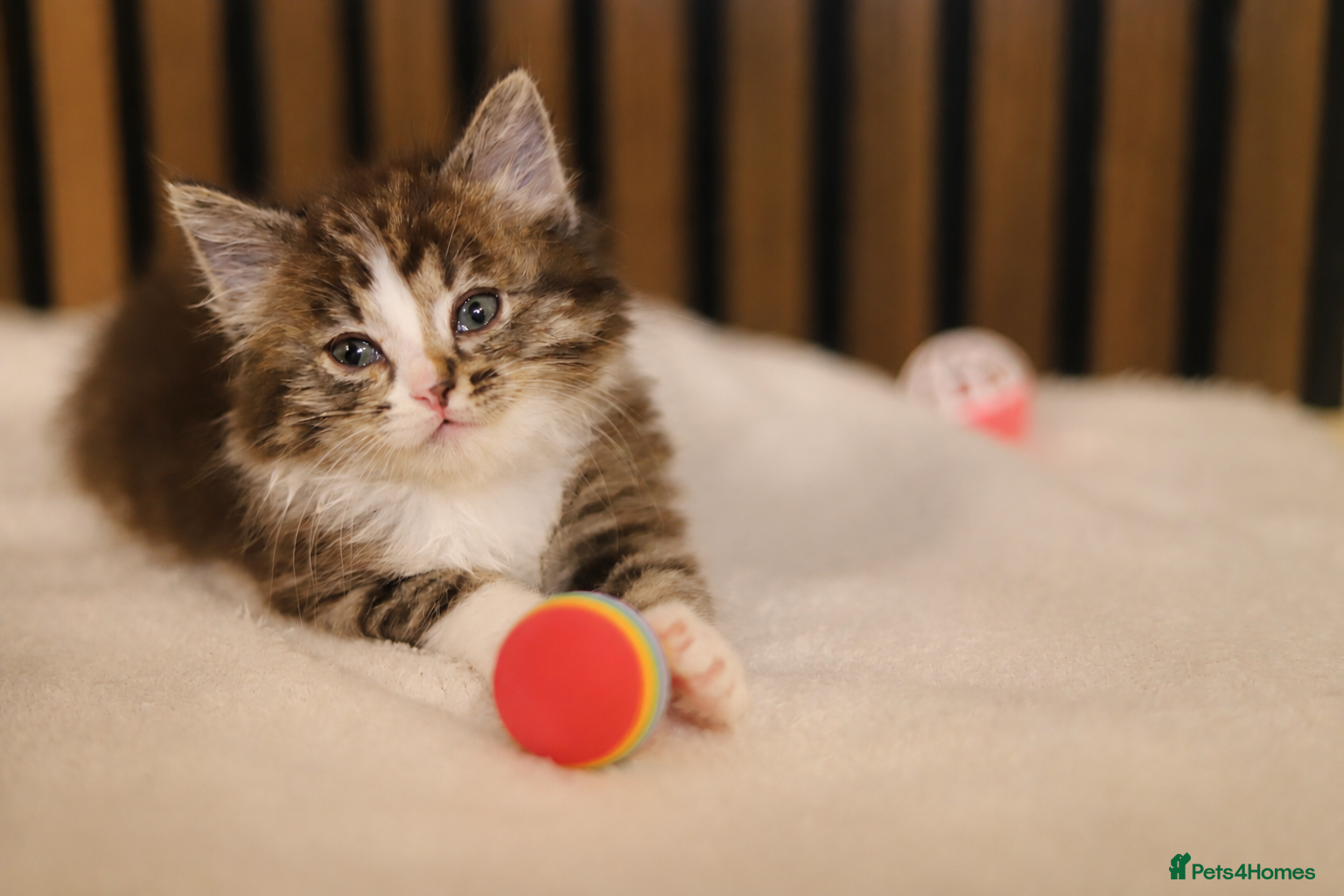 Ragdoll cats "Stunning Ragdoll Kittens | Tabby | Ready Now - Advert 2