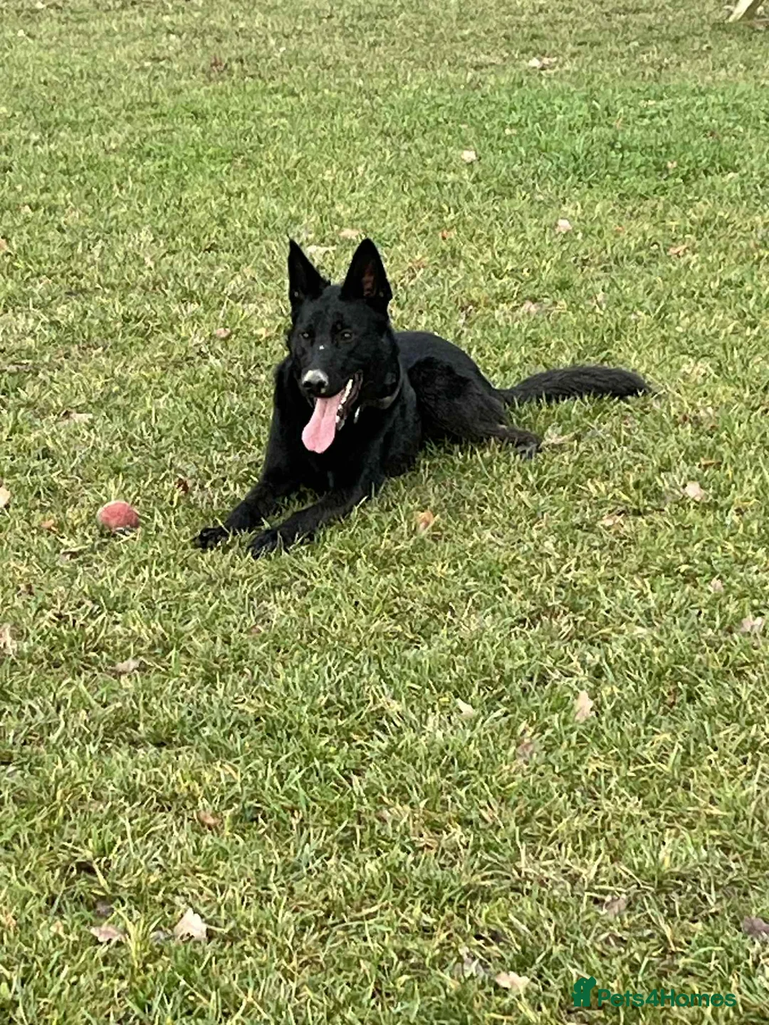 German Shepherd dogs for sale: Female Working line Short haired GSD - Advert 5