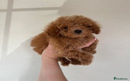Toy Poodle dogs for sale: Extremely rare blue tiny Kc Reg Toy Poodle Puppy! - Image 30