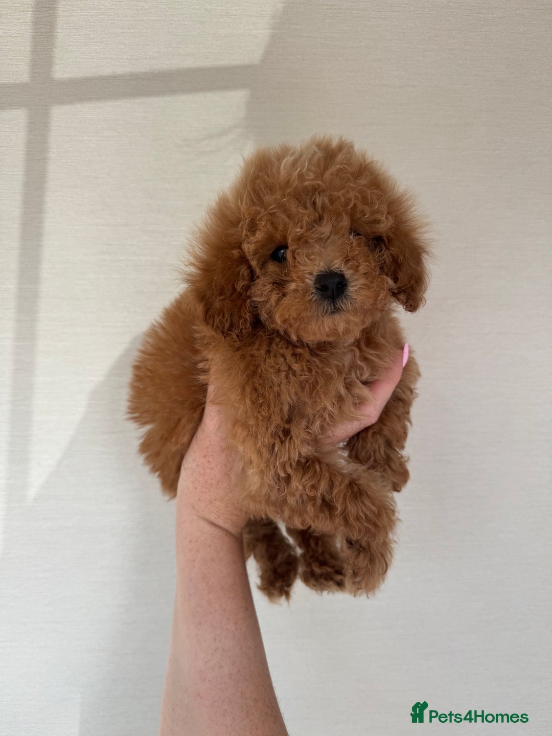 Toy Poodle dogs for sale: Extremely rare blue tiny Kc Reg Toy Poodle Puppy! - Image 30