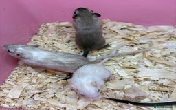 Gerbil rodents for sale: Baby gerbils ready now  - Image 9
