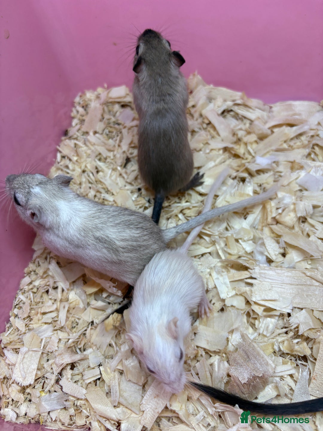 Gerbil rodents for sale: Baby gerbils ready now  - Image 9