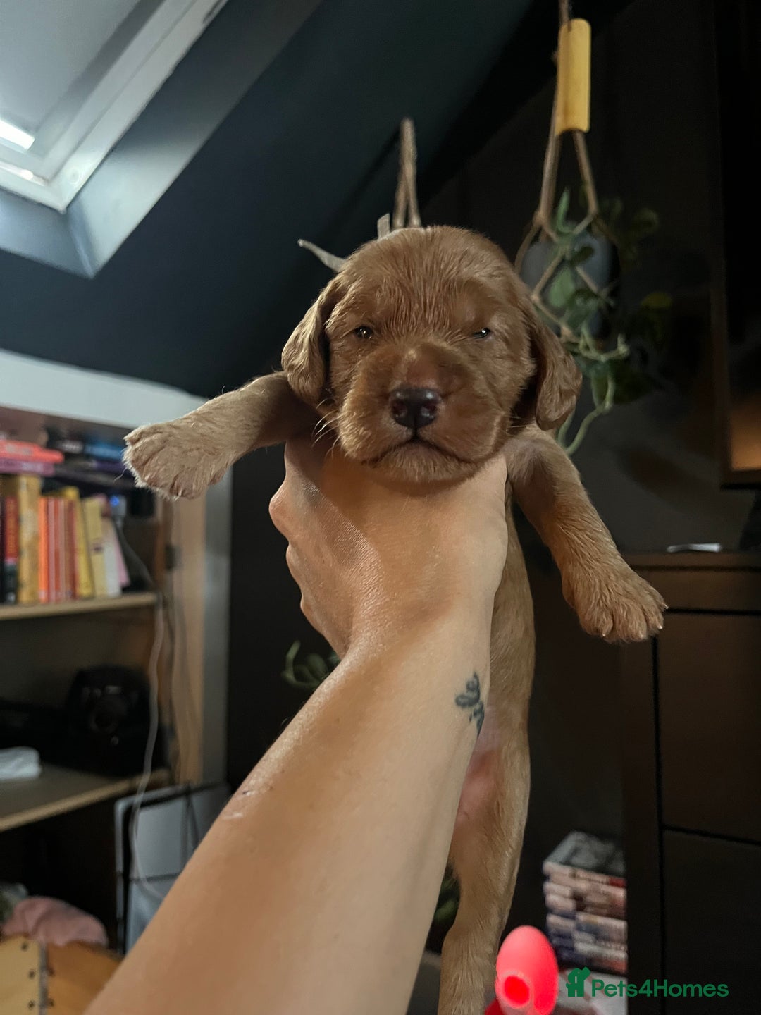 Mixed Breed dogs for sale: Beautiful Goldendoodle cross - Image 3