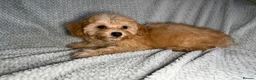 Cavapoochon dogs for sale: READY TO LEAVE NOW!! Miniature cavapoochons - Advert 7