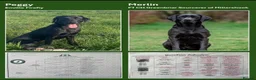 Labrador Retriever dogs for sale: KC registered, working, black Labrador puppies - Advert 2