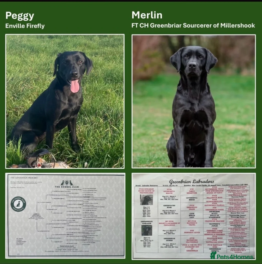 Labrador Retriever dogs for sale: KC registered, working, black Labrador puppies - Advert 2