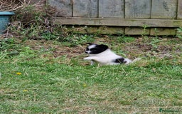 Mixed Breed dogs for sale: Jack Russel x pomeranian - Image 7