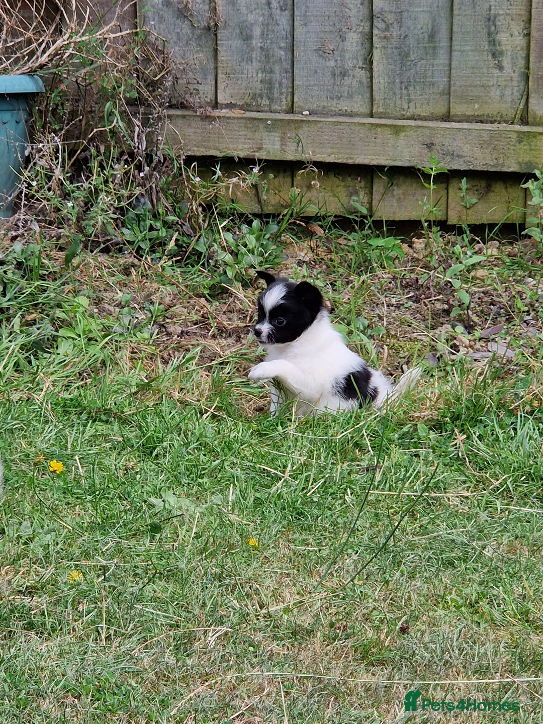 Mixed Breed dogs for sale: Jack Russel x pomeranian - Image 7