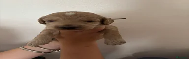 Cockapoo 7