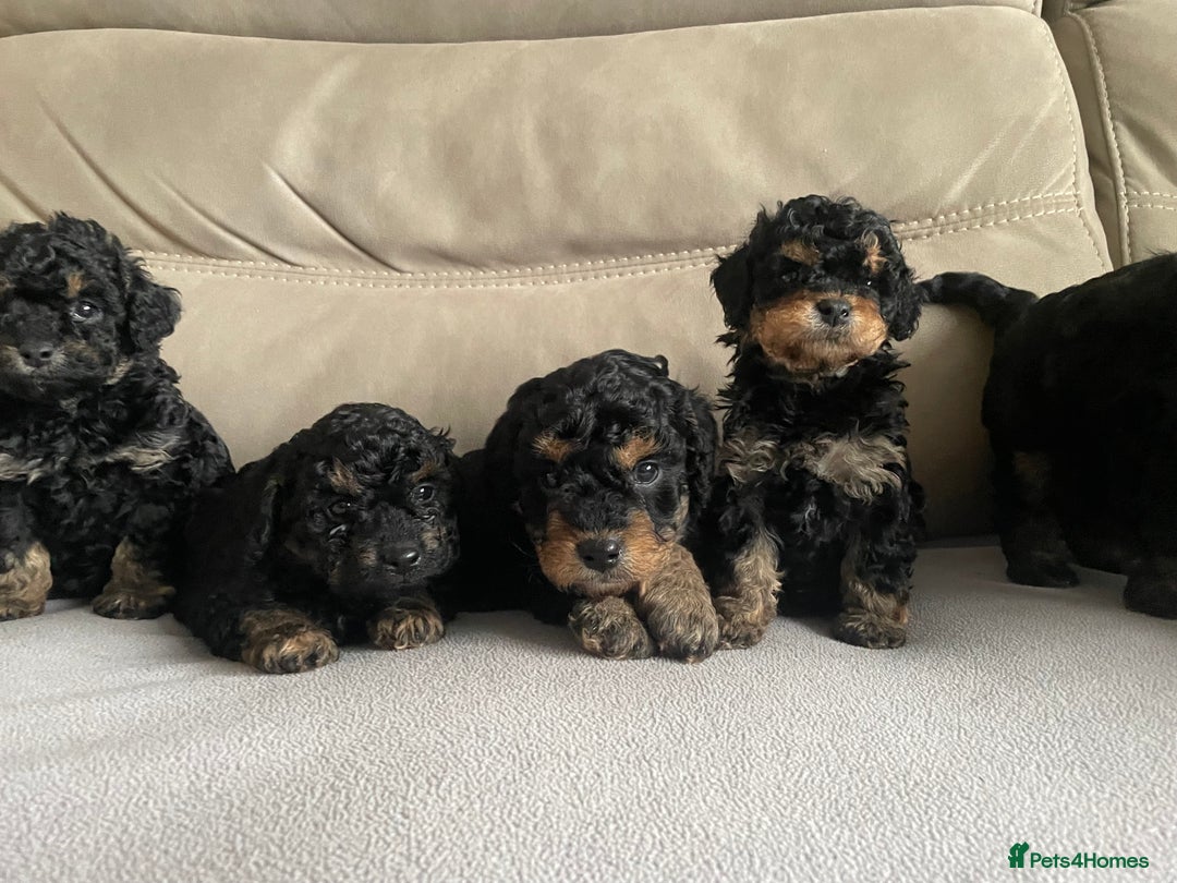 Cavapoo dogs for sale: ⭐ adorable Cavapoo’s ⭐  - Advert 5
