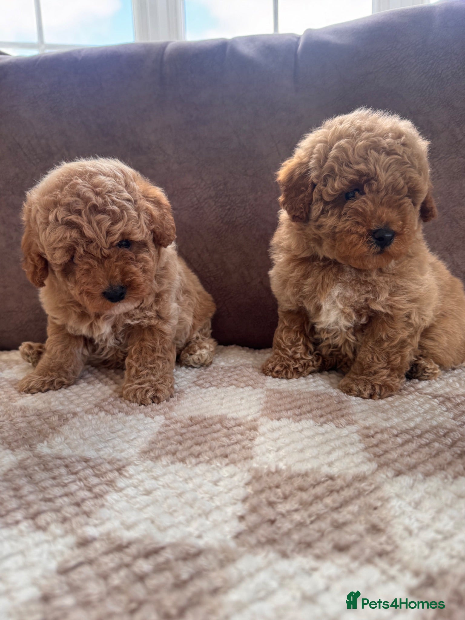 Toy Poodle dogs Beautiful red toy poodles  - Advert 1