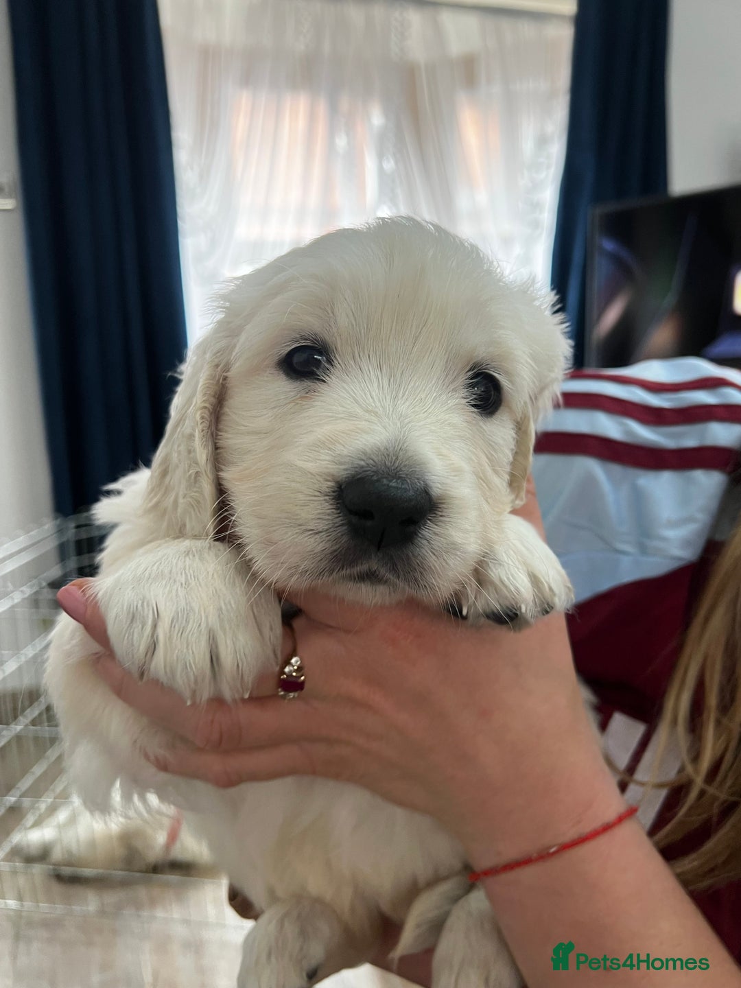 Golden Retriever dogs for sale: Golden Retriever Puppies 5 Generation Pedigree - Image 17