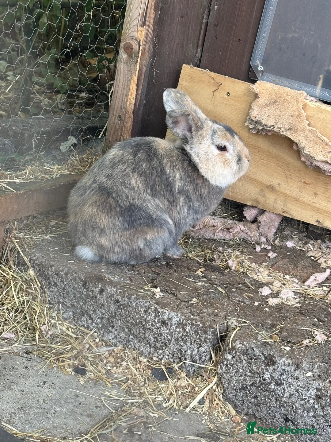 Mixed Breed rabbits for sale: 3x baby rabbits all female  in Spalding - Advert 4