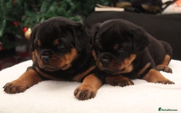 Rottweiler dogs for sale: Exceptional Rottweiler Puppies - Advert 15