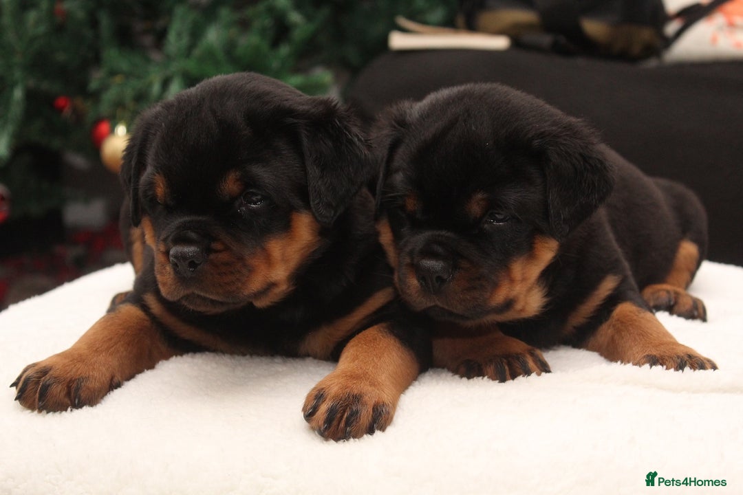 Rottweiler dogs for sale: Exceptional Rottweiler Puppies - Advert 15