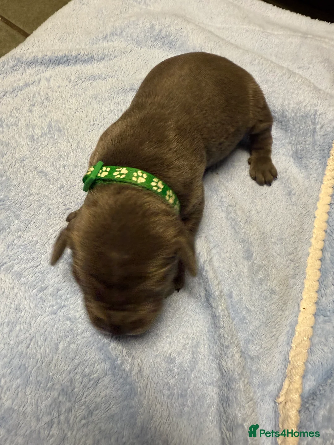 Staffordshire Bull Terrier dogs for sale: 1 female  Blue Staffordshire bull terrier staffy - Advert 18