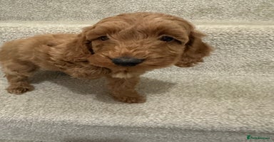 Cockapoo dogs Unique cockapoo babies 🧸 - Advert 10