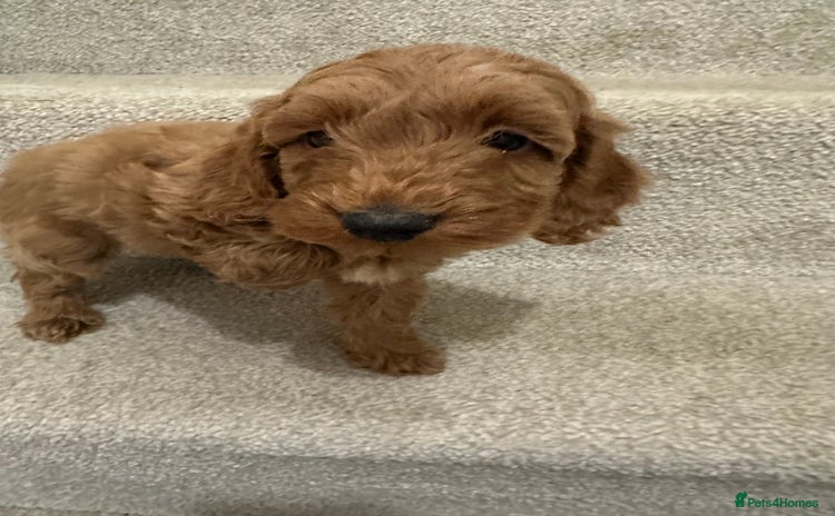 Cockapoo dogs Unique cockapoo babies 🧸 - Advert 3