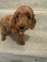 Cockapoo dogs Unique cockapoo babies 🧸 - Advert 10