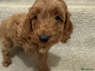 Cockapoo dogs Unique cockapoo babies 🧸 - Advert 15
