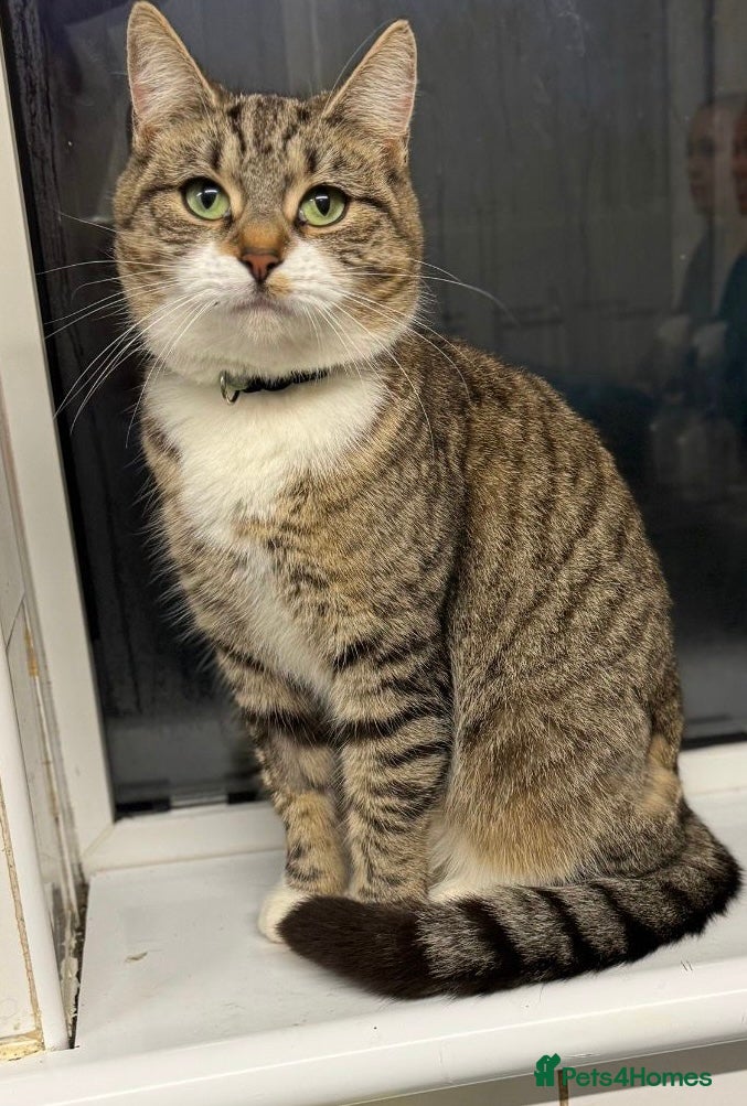 Mixed Breed cats 3 beautiful female cats. - Advert 1