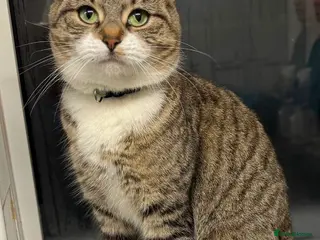 Mixed Breed cats 3 beautiful female cats. - Advert 12