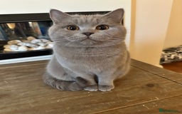 British Shorthair cats for sale: Looking for a Loving Home for 2 British Shorthairs - Image 4
