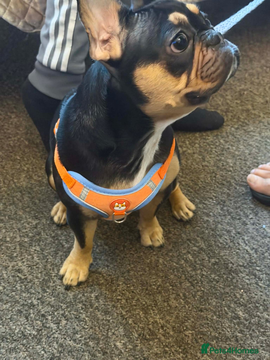 French Bulldog dogs for sale: French bulldog - Advert 3