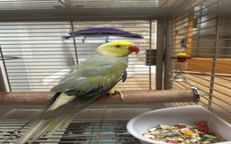 Budgerigars birds for sale: Pair of Beautiful Mutated Indian Ringnecks!! - Image 5