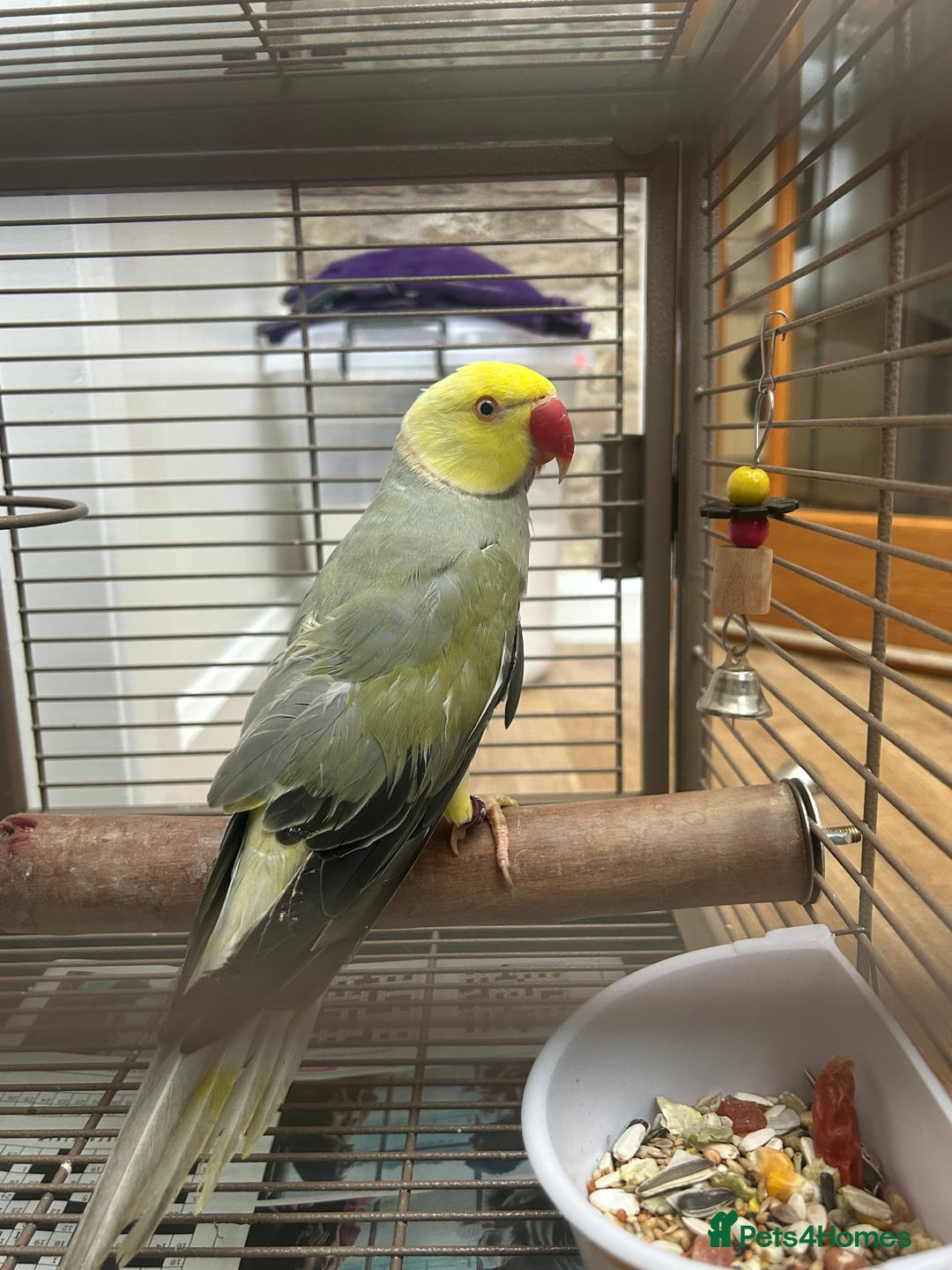 Budgerigars birds for sale: Pair of Beautiful Mutated Indian Ringnecks!! - Image 5