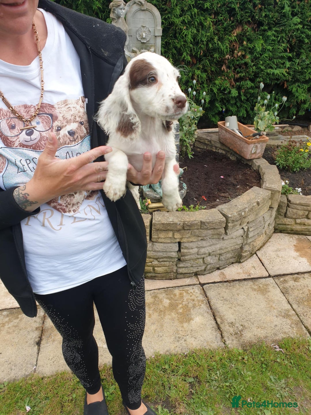 Sprocker dogs for sale: Sprockers Puppys - Image 3