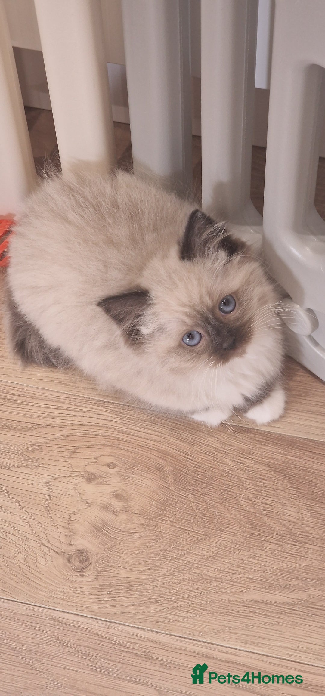 Ragdoll cats for sale: Ragdoll kittens ready now - Advert 15